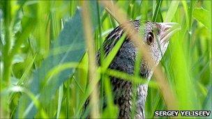 Corncrake among grass