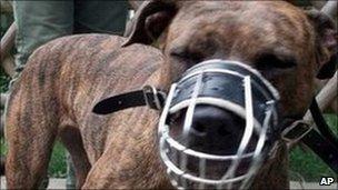 Muzzled pit bull terrier