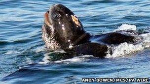 Leatherback turtle (pic: Andy Bowen)