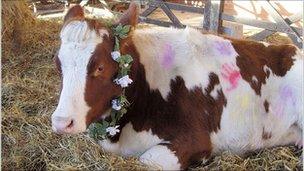 Cow at Bhaktivedanta Manor