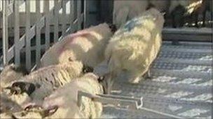 Sheep being herded onto a vehicle