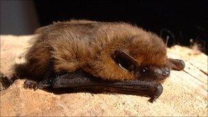 Pipistrelle bat by the Oxfordshire Bat Group