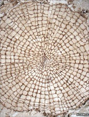 Transverse section of an Early Devonian plant with a small amount of wood (Image: Science/AAAS)