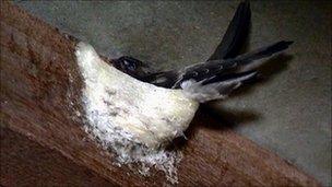 A swiftlet in its nest