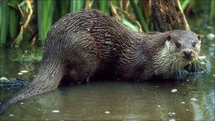 Otter (generic)