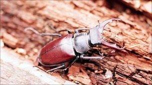 Stag beetle