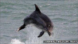 Bottlenose dolphin. Pic: Cornwall Wildlife Trust