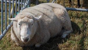 A sheep