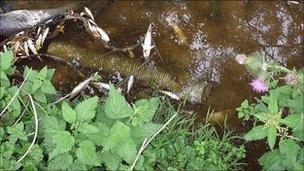 Dead fish in the river near Radcot