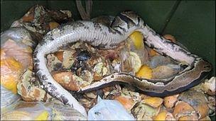 The dead python found in the waste food bin