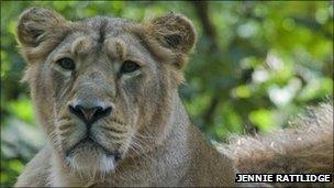 Adult Asiatic lion at Paignton Zoo