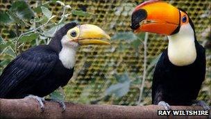 Toco toucan chick and adult