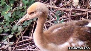 Red crowned crane chick