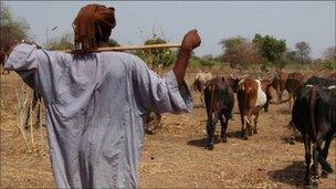 A man herds cattle in Bahr Al Ghazal, now in Southern Sudan (file image)