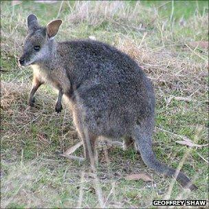 Tammar wallaby