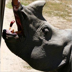 Rhino being fed from bus