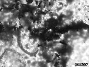 Parts of two microfossils occurring with numerous crystals of pyrite