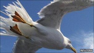 A seagull