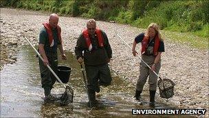 Environment Agency workers rescuing fish on the River Teme in Herefordshire