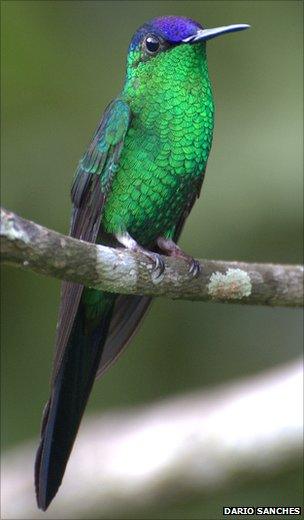 Black-capped woodnymph