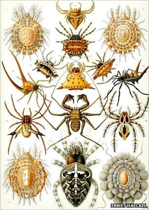 Kunstformen der Natur - spiders