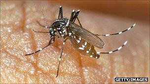 Black-and-white striped Asian tiger mosquito bites a human