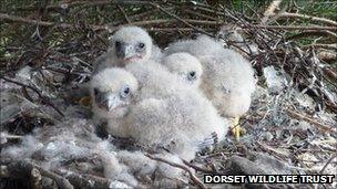 Three hobby chicks at Upton Heath PHOTO: Dorset Wildlife Trust