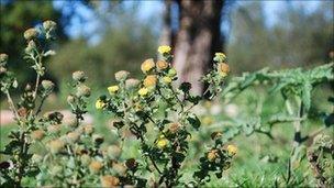 Small fleabane