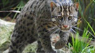 Fishing cat at Newquay Zoo