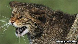 Scottish wildcat. Pic: RSPB Scotland