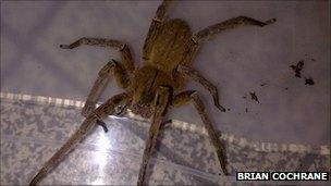 Brazilian Wandering Spider