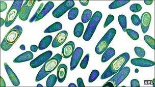 Clostridium difficile bacteria