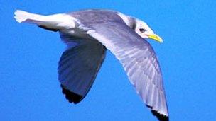 Kittiwake