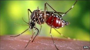 A mosquito feeding