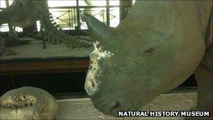 Taxidermy rhino with horn missing