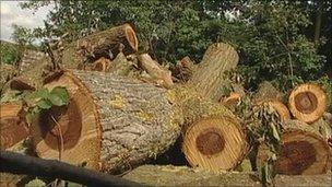 Cut down elm tree