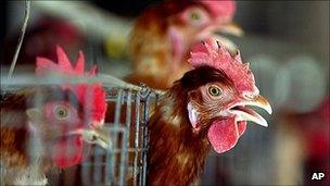 Chickens at a farm in Vietnam