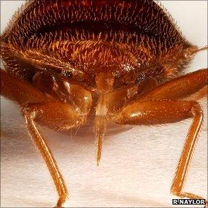 Bed bug (R Naylor, U Sheffield)