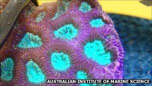 Acropora coral sample