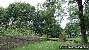 Fallen tree on power line