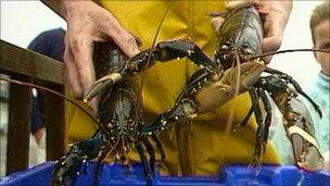 Fisherman holding lobsters