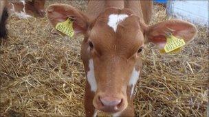 Guernsey cow