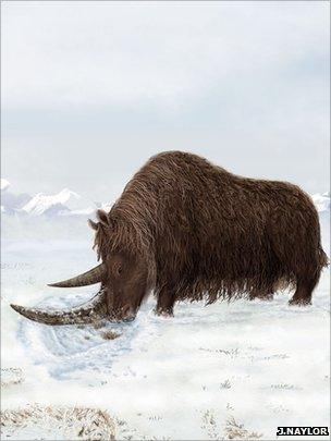 Woolly rhino impression (Julie Naylor)