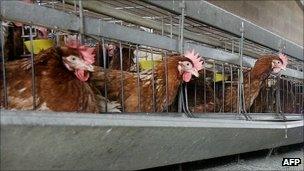 Hens at a farm in Milan