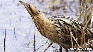 Bittern