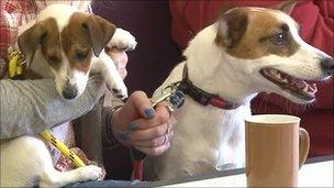 Two dogs at a cafe table