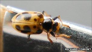 13-spot ladybird (pic: Richard Comont)