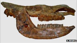 skull and lower jaw