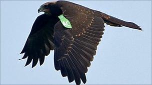 A marsh harrier