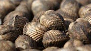 Dee Estuary cockles